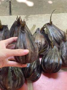 ( Mua 10 tặng 1) 10 cây giống dừa nước Bến Tre