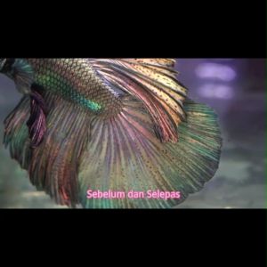 Betta4U Booster plus Groom Setting Kuat 250ml Super KUAT BUNDLE for grooming fish and aquarium water