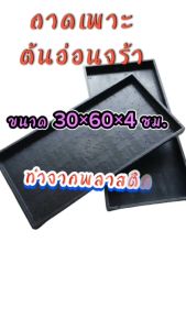 ถาดเพาะต้นอ่อนทานตะวัน มีรู จำนวน 2 ถาด