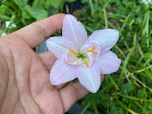 B.หัวดอกบัวดิน Siam Indo หัวละ 50 บาท