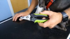 กรรไกรตัดเล็บสุนัข ที่ตัดเล็บหมา พร้อมตัวบัง ป้องกันไม่ไห้ตัดเล็บลึกเกิน สแตนลสสแท้ ไม่เป็นสนิม ทนทาน มีอายุการ ใช้งานง่าย