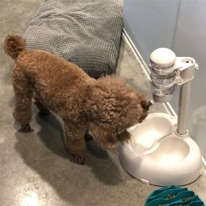 Dog Water Fountain Hanging Kettle Cat Automatic Water Feeder Drinking Water Apparatus Teddy Feeder Handy Gadget Pet Supplies