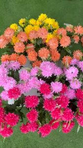 Cụm Hoa Giả.hoa cúc xù.dùng trang trí nhà cửa .cắm bình