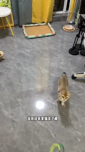 MeowMart Cat Teasing Stick Long Pole Dog Tail Grass Bite Resistant Handheld Toy Self-Fun Boredom Relief