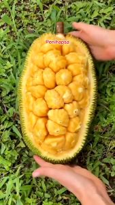 Bibit Nangkadak Okulasi Cepat Berbuah Hasil Stek