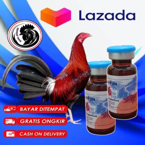 Doping Suntik Ayam Aduan Taji Pisau Super Ganas