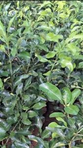 Paket 5 Bibit Jeruk Bali Pamelo Super