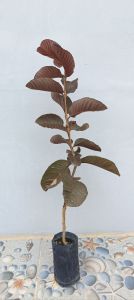 ฝรั่งแดงอโยธยา ถุง2.5×7สูง40-55ซ.ม