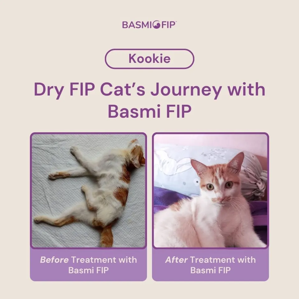 Authentic BASMI FIP GS-441524 FIP Treatment RAWATAN FIP GS441524