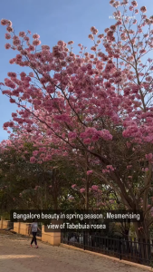 LIVE Tababuia Rosea Pink Trumpet tree seedling! Live plant! Tabebuia rosea also called pink poui Sakura Malaysia