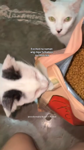 10kg Freya Premium Nutrition Cat Cats Dry Pet Food All Stages Adult Kitten Healthy Strong Support