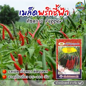 มูลคุณสมบัติ เมล็ดพริกชี้ฟ้า ช้างทัศอก Pepper ขนาด 1กรัม มิตร พริกชี้ฟ้า ผู้ชาย เมล็ดผัก ผู้ชาย เมล็ดพันธุ์พริก มิตร
