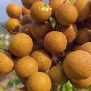 Pupuk Kelengkeng Cepat Berbuah / Pupuk Pelebat Buah Kelengkeng / Pupuk Kelengkeng Booster Penyubur