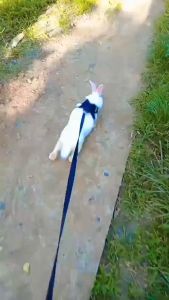 Rabbit leash with harness rabbit leash adjustable