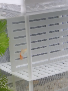 AP AIMAYAPET Aquarium Breeding Box Fish Isolation Box Nylon Mesh Hatching Incubator Tank Fry Breeder Separator Net