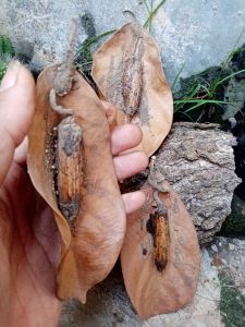 barang antik kepompong unik
