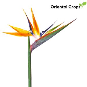 birds of paradise 3 pcs bulb garden plant pantanim