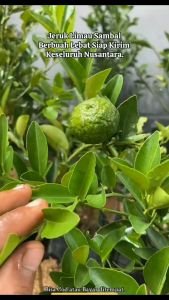 Bibit Jeruk Limau Berbuah Lebat: Panduan Lengkap