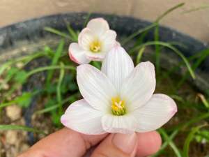 ษ.หัวดอกบัวดิน Pine Berry หัวละ 20 บาท