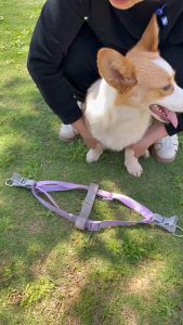 Bộ dây dắt cho Chó Mèo kèm yếm Macaron có móc khoá bằng hợp kim - Love Pets Shop