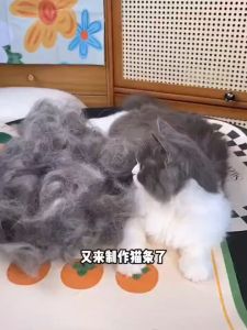 T888 หวีสแตนเลส แปรงกําจัดขน เครื่องมือทําความสะอาดสัตว์เลี้ยง พร้อมส่ง