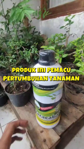 Pupuk PGPR NARACABALA untuk Meningkatkan sistem perakaran dan kesuburan tanah
