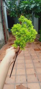 Cành Tùng Giả làm cây dài 40cm-Cây Giả