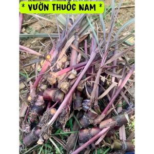 1 khúc mía tím bách giải giống cây ấn độ  đoạn để giâm trồng hạ đường huyết