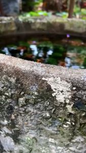 Một Chậu La Hán Xanh Cắm Sẵn - Cây Thủy Sinh Bể Cá Cảnh