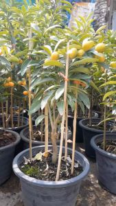 ส้มกิมจ๊อ ต้นสวยและแข็งแรง กระถาง 12 นิ้ว (กทม)