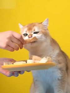 ขนมฟรีซดราย ปลาเเซลมอนอบแห้ง ขนมน้องหมา น้องแมว ทานง่าย บำรุงขนสวย