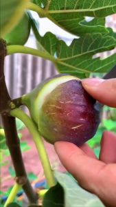 INFARM - Benih Super Melon Golden: Panduan Lengkap