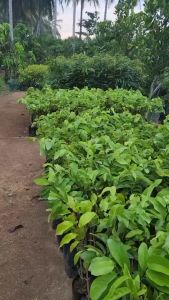 Paket 5 Bibit Srikaya Jumbo Super Unggul