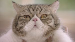 NUKE Breath & Belly Sugar Free Capsule (1.8g)