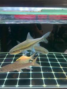 NEO THAI BLUE MAHSEER QUALITY