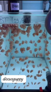 Red Stardust Discus 1cm - Enhanced Edition