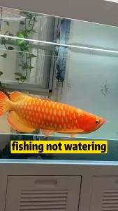 Aquarium Nitrifying Bacteria Concentrated Capsule Fish Tank Pond Cleaning Purifying Water Quality