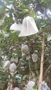 100 Cái 35x40cm TÚI VẢI BA0 BỌC TRÁI BƯỞI DƯA LƯỚI CHÙM MẬN NHÃN ...- TÚI BAO TRÁI CÂY