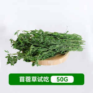 Grass Timothy ลองกินหญ้า Timothy หญ้าเจริญเติบโตด้วยนมข้าวโพดและถั่ว แหล่งอาหารสำหรับสัตว์เลี้ยง อาหารสัตว์เลี้ยง Umi