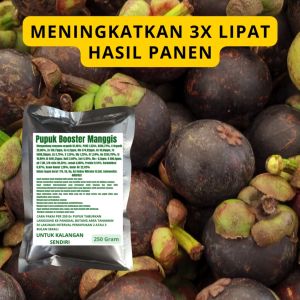 Pupuk Booster Manggis: Cara Meningkatkan Kualitas Buah Manggis