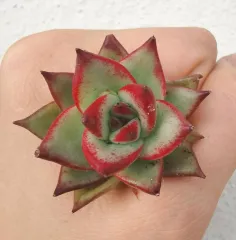 多肉植物  ❤️マディバ ❤️ 饺子皮❤️1大頭15cm拔キ苗 エケベリア マディバ Echeveria 'Madiba'｜多肉植物図鑑