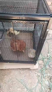 Greenpets Chicken Cage outdoor Chain Link Industrial Grade Galvanized Steel Chicken Coop Easy to Clean Reinforcement and thickening Rust prevention