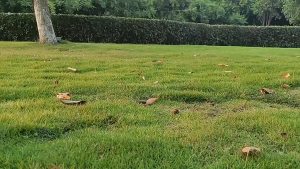 Mountpeak Tenda Camping Velbed Ultralight  Tenda Tempat Tidur 1P Camp Bed Shelter