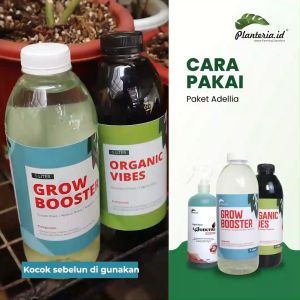 Paket Pupuk Adelia: Vitamin B1 untuk Tanaman Aglonema