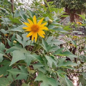 daun insulin atau kipahit segar 1kg