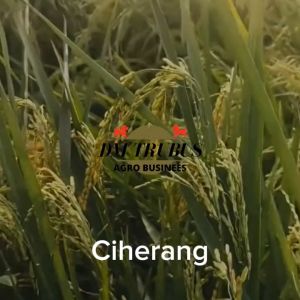 Benih Bibit Padi Ciherang Beruang Ori fiona 5 kg Label ungu