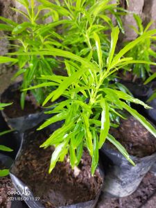 Bibit Tanaman Herbal Zodia Pengusir Nyamuk Paling Ampuh