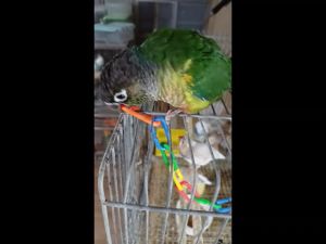 Magnifica Plastic Rainbow Chain Link Bird Toy