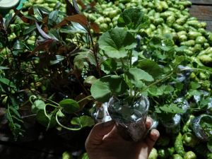 4 bầu (12 bụi) rau má lá nhỏ làm giống