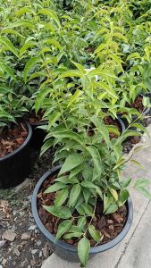 มะลิหลวง กระถาง 11 นิ้ว ต้นสวยและแข็งแรง (กทม)